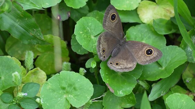 Common Five-ring butterfly resting on green leaves in a garden habitat.