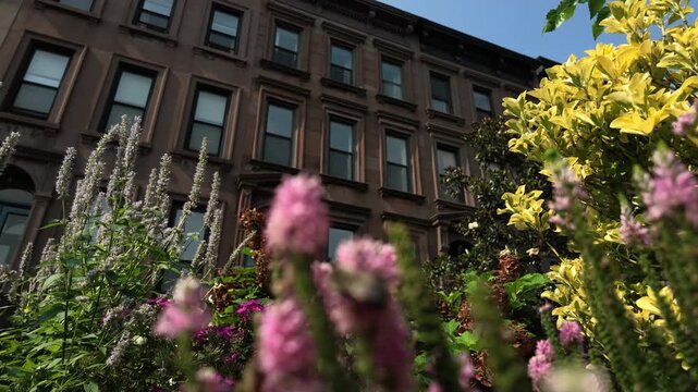 alt bumblebees explore colorful flowers in front of Brooklyn brownstones