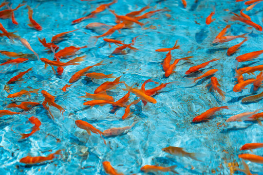 School of Goldfish Swimming in Blue Pond