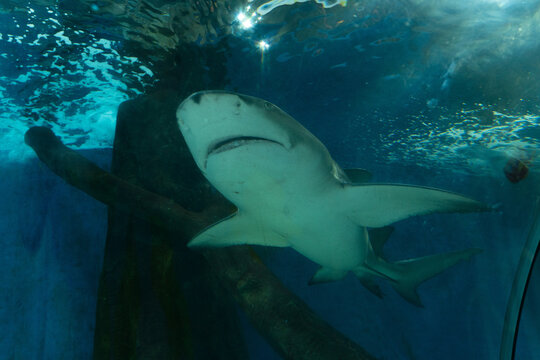 Shark Swimming Underwater in Aquarium