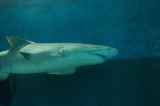 Shark Swimming Underwater in Aquarium