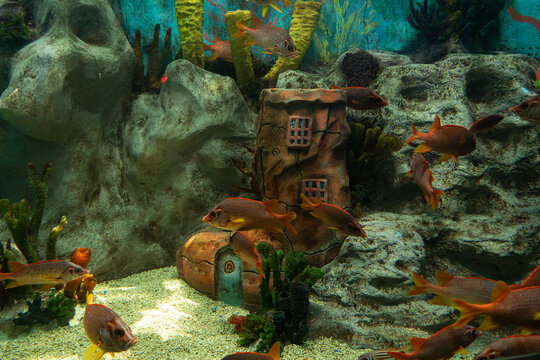 Fish Swimming in Aquarium with Decorative Shoe House