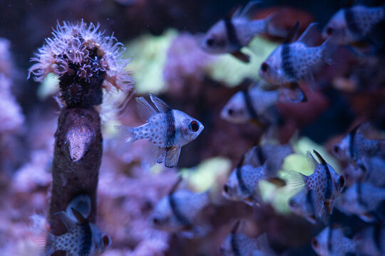School of Banggai Cardinalfish Swimming in Coral Reef Aquarium