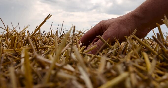 Yellow straw texture background close up, dry agricultural crop hay stalks piled up together after harvesting season in countryside
