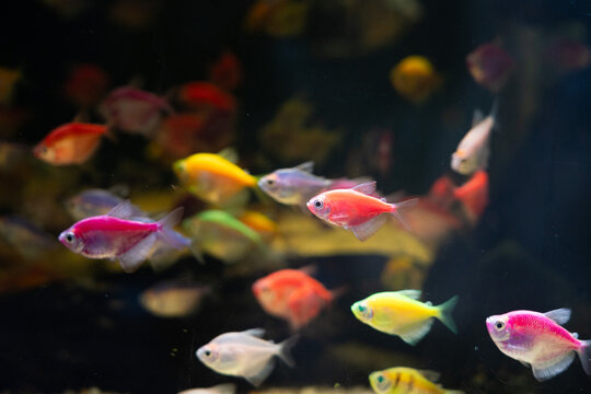 School of Tropical Fish Swimming in Aquarium