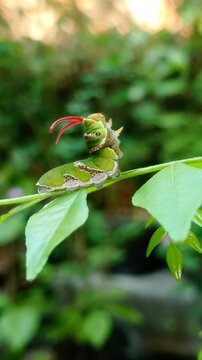 Close-up footage shows a Common Mormon (Papilio polytes) butterfly caterpillar extending its red osmeterium organ when disturbed. Larva is perched on Curry leaf host plant, Murraya koenigii (Rutaceae)