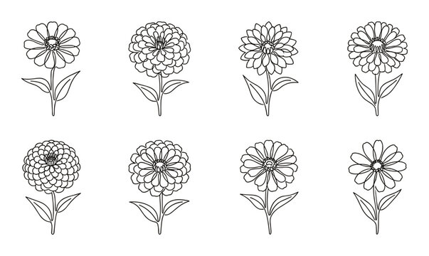 Simple zinnia flowers line art floral design for decoration.