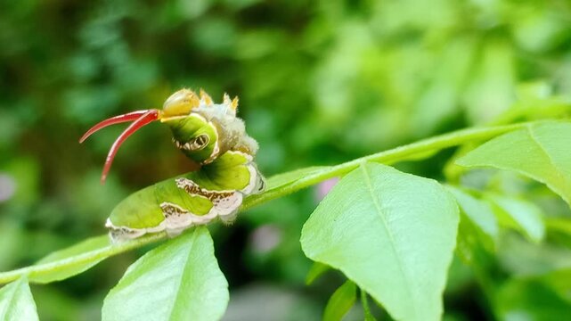 Close-up footage shows a Common Mormon (Papilio polytes) butterfly caterpillar extending its red osmeterium organ when disturbed. Larva is perched on Curry leaf host plant, Murraya koenigii (Rutaceae)
