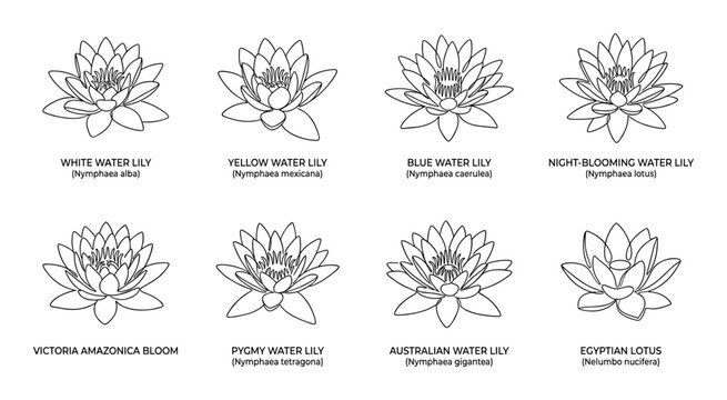 Continuous line art water lily flowers botanical illustrations set.