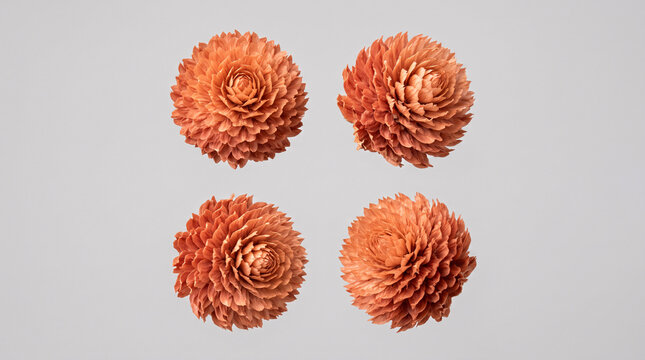 Quatre fleurs orange en forme de pompon isol&eacute;es sur fond blanc