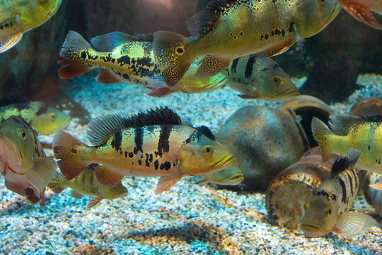 Peacock Bass Swimming in Aquarium