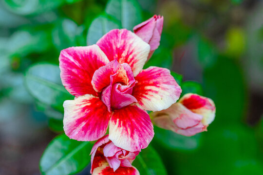 Closeup colorful adenium flower (Desert Rose flower), Impala Lily, Sabi Star. Plant and flower on out door nature background. Desert Rose, Chuanchom, Impala lily, Pink bignonia, Mock Azalea, flower Ad