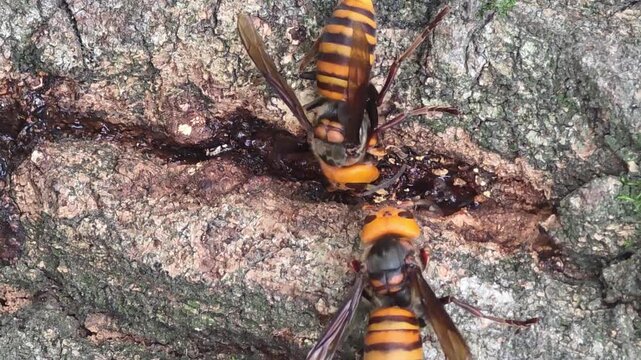 
Asian giant hornets feeding on tree sap on oak bark, 4K macro video#015


