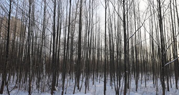  winter forest wrapped in a white blanket of earth under the snow, an empty winter forest permeated by the warm rays of the evening sun before dusk