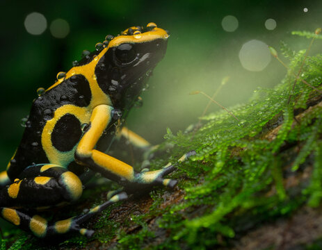 Macro shot of a yellow and black poison dart frog on green moss with water droplets.