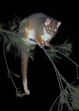 A wild common ringtail possum (Pseudocheirus peregrinus) clinging to an exocarpus branch at night, Victoria, Australia