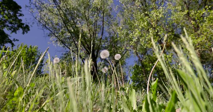 Fluffy white dandelion puffballs in sunny meadow, round seedheads of wild dandelion plants among green grass herbage and forest trees