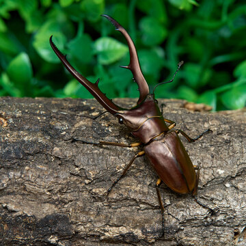 Metalic stag beetle (Cyclommatus metallifer) with long mandibles on a log.
