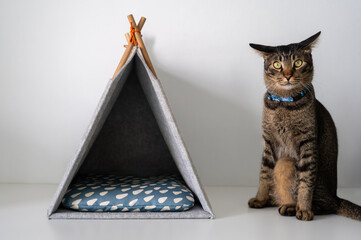 A tabby cat sits attentively next to a modern, grey felt pet teepee tent. © baramyou0708