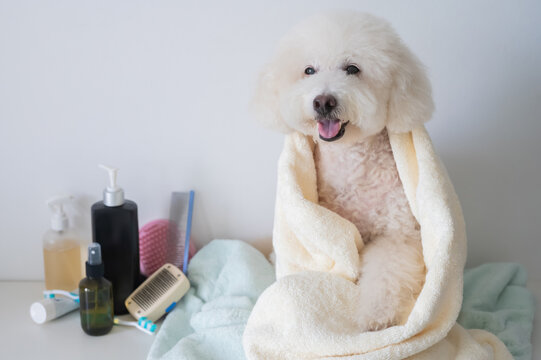 A happy white poodle wrapped in a towel just after a refreshing bath with grooming supplies nearby.