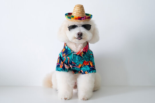 A stylish poodle dressed in a tropical shirt and accessories, ready for a fun summer vacation.