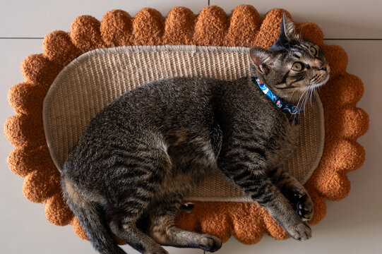 A cute tabby cat rests comfortably on a unique, flower-shaped cardboard scratcher box.