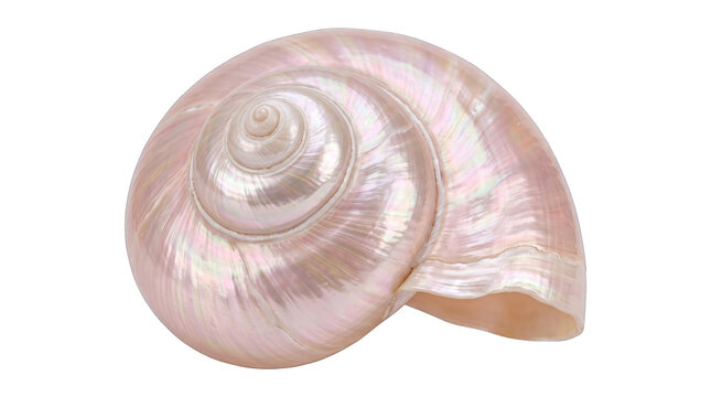 Pink seashell isolated on transparent background. Elegant spiral conch cutout for design and decor projects.