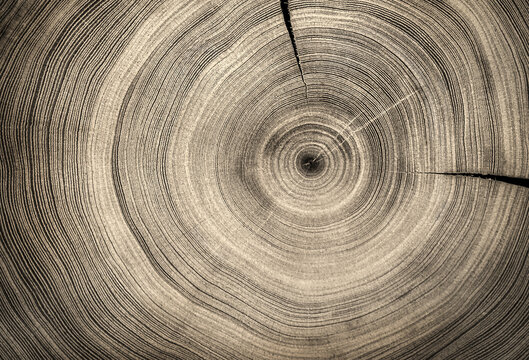 Black and white cut wood texture. Detailed black and white texture of a felled tree trunk or stump. Rough organic tree rings with close up of end grain. 