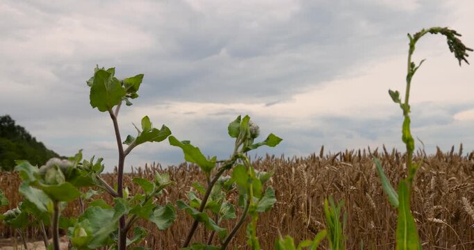 Green weed plants near yellow wheat field, wild herbs growing on border of agricultural cereal plantation under cloudy sky