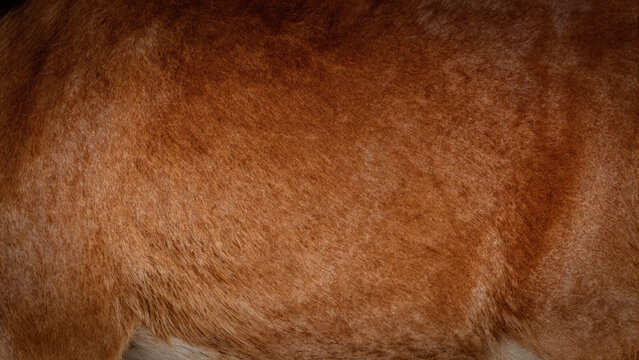 Macro close-up of textured brown animal hide and fur surface