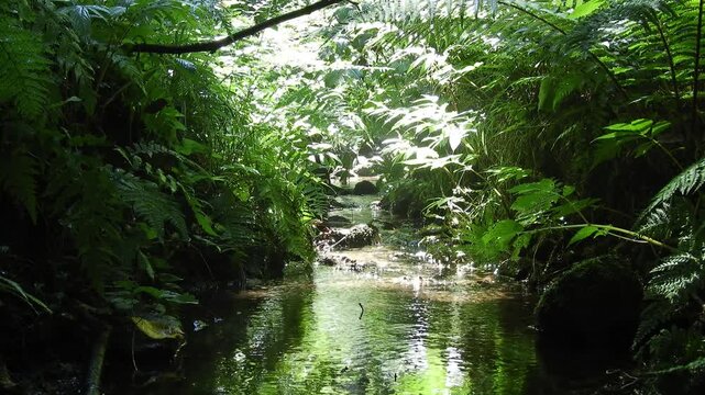 【4K】真夏の深山に響く清らかなせせらぎ：木漏れ日と豊かな緑をぬう渓流。青森の澄んだ自然と清涼感を捉えた自然映像素材　[4K] Pristine Mountain Stream in Midsummer Forest: Sunlight Filtering Through Trees B-roll in Aomori Japan　撮影日：20260806-1