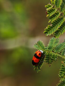 macro shot of a short horned leaf beetle from the tribe Clytrini perched on a branch