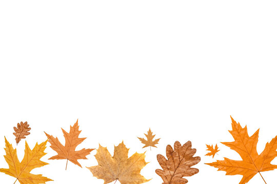 Colorful leaves scatter across a light surface creating a seasonal display, PNG
