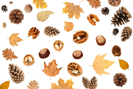 Natural collection of leaves, pinecones, and nuts spread across table, PNG