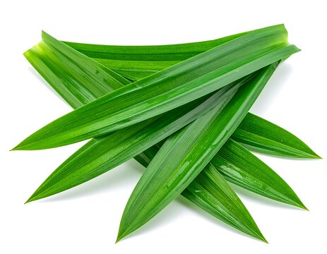 Pandan Leaf