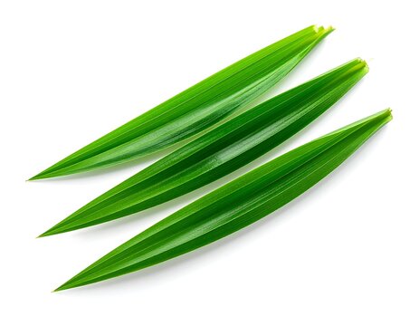 Pandan Leaf - fresh green leaves