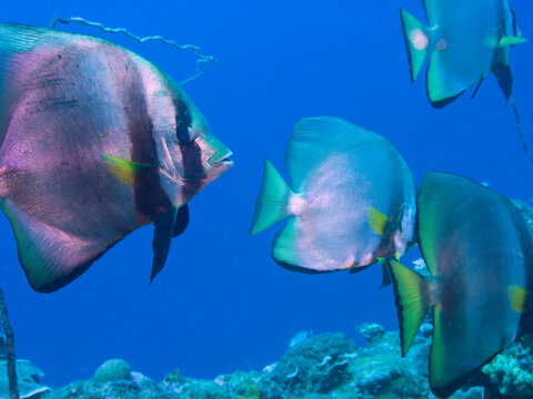 アカククリの群れ Platax pinnatus Dusky batfish Pinnate spadefish