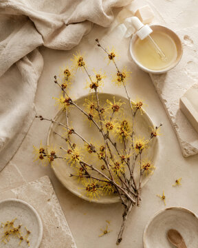 Witch hazel natural floral cosmetic still life with branches and oil
