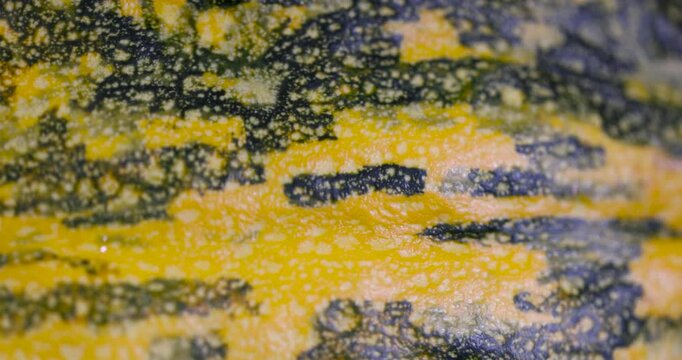 , the details of the green and orange pumpkin skin, the fresh texture of the pumpkin peel with uneven vertical stripes 