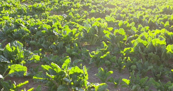 Green beetroot plant sprouts on agriculture soil background, young farm beet vegetable plants growing on rural field land under sunlight