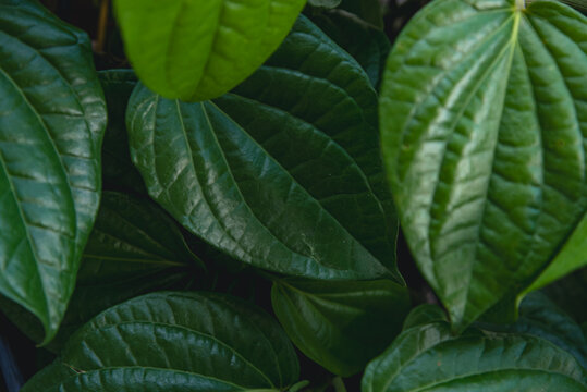 Dense green foliage of Betel Leaf plants creating a lush tropical natural background with rich organic texture