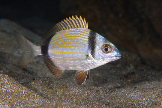 Two-banded sea bream 