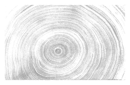 White and gray boho wood texture. Detailed black and white texture of a felled tree trunk or stump. Rough organic tree rings with close up of end grain.