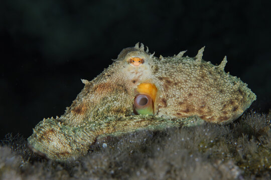 Octopus at night in the Mediterranean Sea