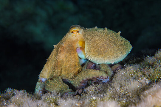 Octopus at night in the Mediterranean Sea