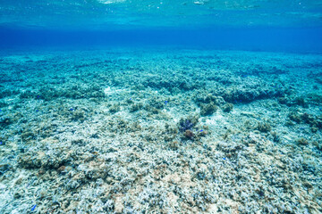 Clear Blue Tropical Sea and Shallow Coral Reef Underwater © Satoshi