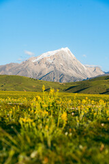 Fototapeta premium mountain landscape with yellow flowers