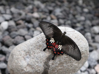 Common Mormon butterfly (Papilio polytes) resting with open wings on a rock in a rural area of Java, Indonesia. © Ismoyojati kla10