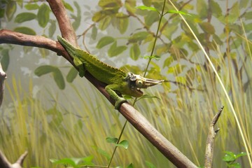 A Jackson's chameleon at a local zoo © Matt