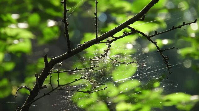 【4K】深山の木枝に張り巡らされた蜘蛛の巣：木漏れ日に輝く美しい蜘蛛の糸。青森の豊かな森林と自然の造形美を捉えたマクロ映像素材　[4K] Intricate Spiderweb Stretched Across Forest Branches: Shimmering Spider Silk B-roll in Aomori Japan　撮影日：20260806-1